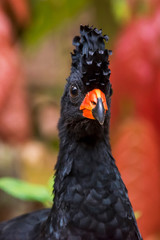 Red billed Curassow Male photographed in Linhares, Espirito Santo. Southeast of Brazil. Atlantic Forest Biome. Picture made in 2013.