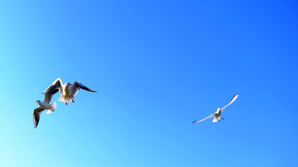  Seagulls on a background of blue sky