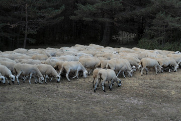 Schafe am Wegesrand fressen die wenigen Halme