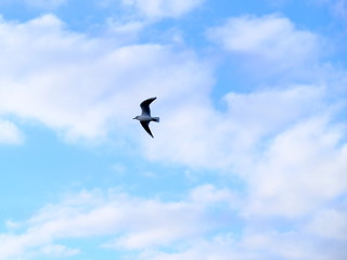  Seagulls on a background of blue sky