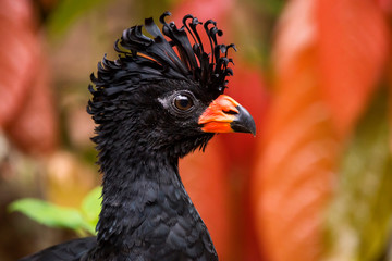 Red billed Curassow Male photographed in Linhares, Espirito Santo. Southeast of Brazil. Atlantic Forest Biome. Picture made in 2013.