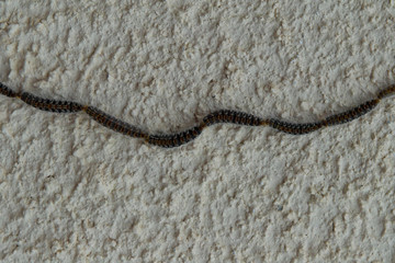 Karawane von Raupen an einer Wand