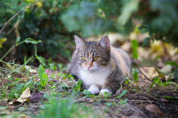 Naklejka na ściany i meble Mixbreed adopted cat in the garden