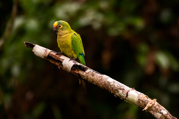 Peach fronted Parakeet photographed in Linhares, Espirito Santo. Southeast of Brazil. Atlantic Forest Biome. Picture made in 2013.