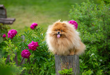 Spitz sits on a stump in a summer garden with peonies