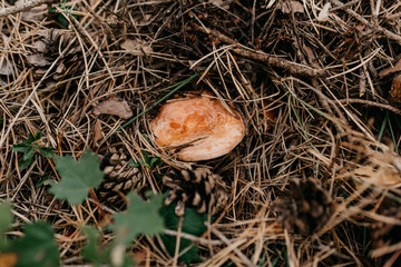 Detail of a mushroom, niscalo, of the forest floor in the middle of the mountain with pine leaves with brown, orange and green colors