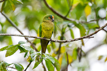 Peach fronted Parakeet photographed in Linhares, Espirito Santo. Southeast of Brazil. Atlantic Forest Biome. Picture made in 2013.