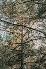Detail of branches, plants, trees and vegetation in the middle of a forest with green and brown colors