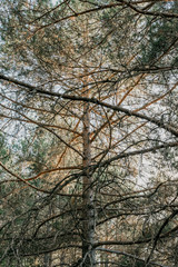 Detail of branches, plants, trees and vegetation in the middle of a forest with green and brown colors