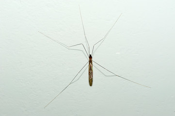 Insect photographed in Linhares, Espirito Santo. Southeast of Brazil. Atlantic Forest Biome....
