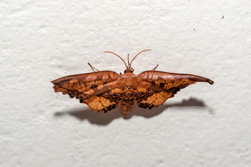 Moth photographed in Linhares, Espirito Santo. Southeast of Brazil. Atlantic Forest Biome. Picture made in 2013.
