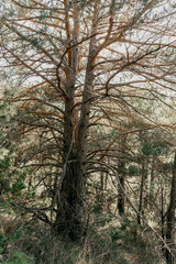 Forest in the middle of the mountain with trees, pines and different plants with green and brown colors