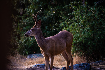 Naklejka na ściany i meble Wild Deer California Sequoia