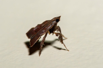Moth photographed in Linhares, Espirito Santo. Southeast of Brazil. Atlantic Forest Biome. Picture...