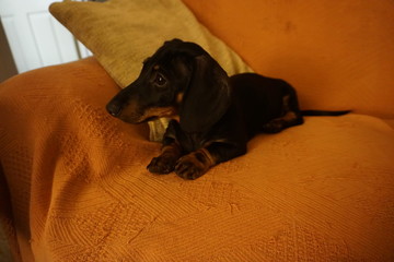 Dachshund