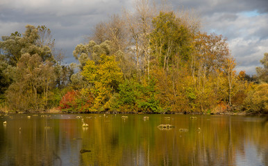 Fototapeta na wymiar Herbst im Naturschutzgebiet Taubergiessen