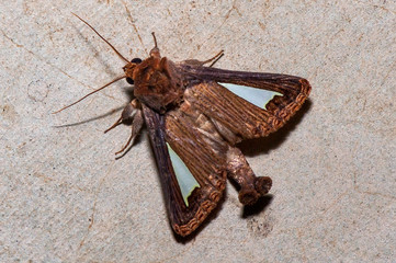 Moth photographed in Linhares, Espirito Santo. Southeast of Brazil. Atlantic Forest Biome. Picture made in 2013.