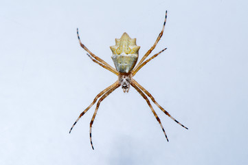 Silver argiope photographed in Linhares, Espirito Santo. Southeast of Brazil. Atlantic Forest Biome. Picture made in 2013.