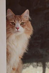 A norwegian forest cat male looking out of a window