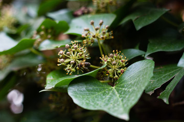 Fototapeta premium Flowering Ivy plant, ivy flowers, ivy bloom, ivy blossom