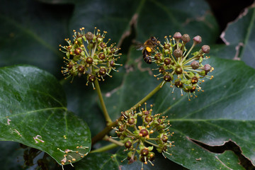 Flowering Ivy plant, ivy flowers, ivy bloom, ivy blossom