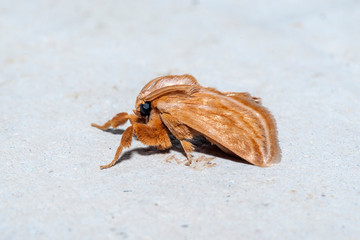 Moth photographed in Linhares, Espirito Santo. Southeast of Brazil. Atlantic Forest Biome. Picture made in 2013.