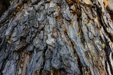 Tree bark texture