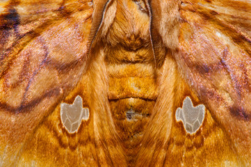 Moth photographed in Linhares, Espirito Santo. Southeast of Brazil. Atlantic Forest Biome. Picture made in 2013.