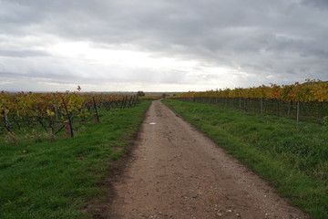 Fototapeta na wymiar Novemberstimmung in den Weinbergen der Südlichen Weinstrasse
