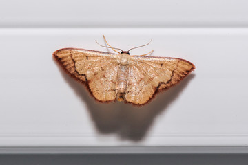 Moth photographed in Linhares, Espirito Santo. Southeast of Brazil. Atlantic Forest Biome. Picture made in 2013.