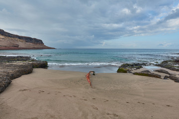 small sunken ship on the shore of a beach in Caleta de Adeje, Tenerife