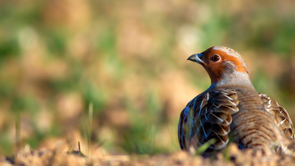 Partridge. Green brown nature background. Bird: Grey Partridge. Perdix perdix.