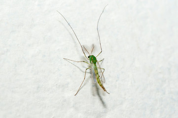 insect photographed in Linhares, Espirito Santo. Southeast of Brazil. Atlantic Forest Biome. Picture made in 2013.