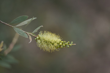 Bottlebrush flower (callistemon) close up 