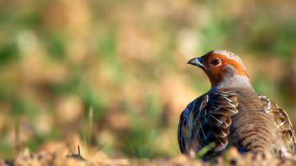 Partridge. Green brown nature background. Bird: Grey Partridge. Perdix perdix.