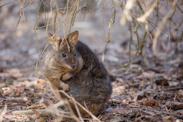 Pademelon hiding under a tree