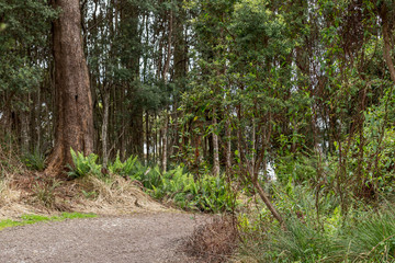 rain forest vegetation on the West Coast of Tasmania