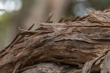 Close up of bark on a tree branch