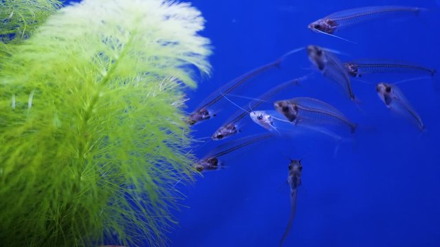 Glass catfish. Kryptopterus bicirrhis fish. 4k
