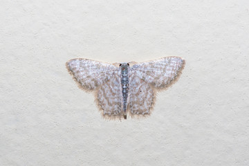 Chloropteryx Moth photographed in Linhares, Espirito Santo. Southeast of Brazil. Atlantic Forest Biome. Picture made in 2013.