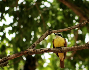 bird on branch