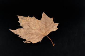 dry leave isolated on black background