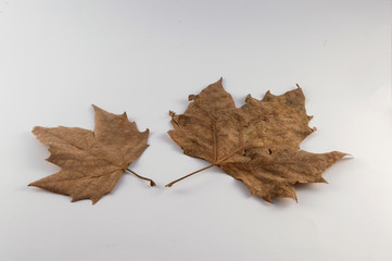 two dry leaves isolated on white background