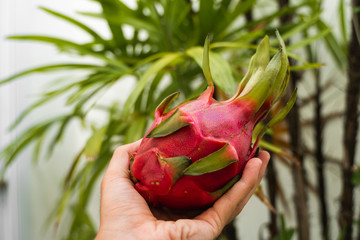 Male hand holding a dragon fruit with a palm tree on a background. Dragon fruit or pitaya. Tropical...
