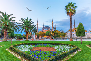 Obraz premium The Blue Mosque and the flower bed in the Sultan Ahmet park, Istanbul,Turkey
