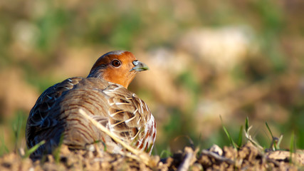 Partridge. Green brown nature background. Bird: Grey Partridge. Perdix perdix.