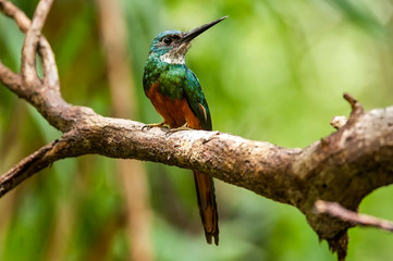 Rufous tailed Jacamar photographed in Linhares, Espirito Santo. Southeast of Brazil. Atlantic Forest Biome. Picture made in 2013.
