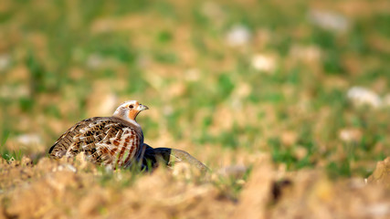 Partridge. Green brown nature background. Bird: Grey Partridge. Perdix perdix.