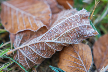 Ice auf dem Blatt am Boden - Bodenfrost