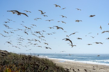 Seagulls flying with the sea in the background